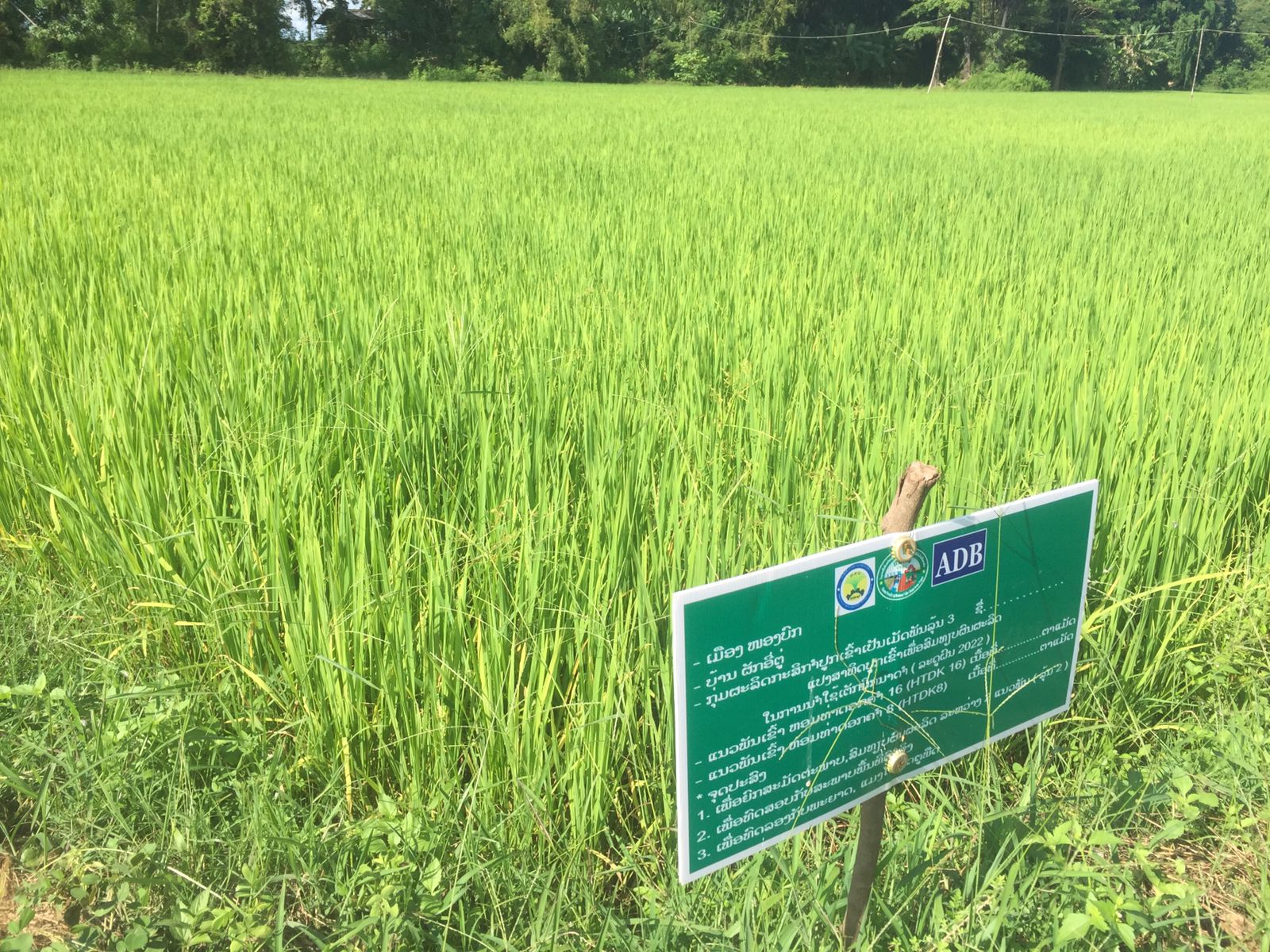 PPIU Khammouane: monitoring of the rice demonstration plots